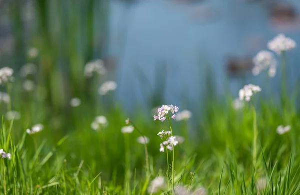 杜鹃花在池塘岸边的草地上 — 图库照片