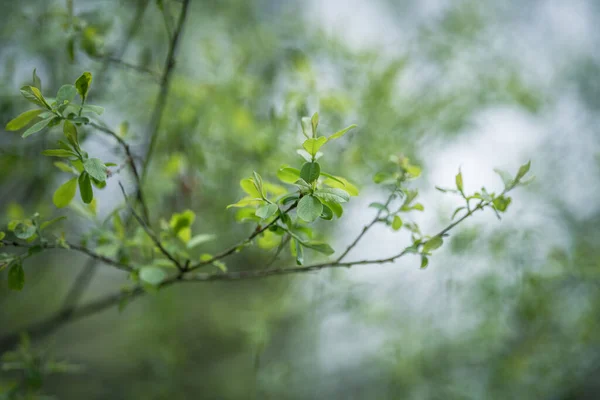 Čerstvé Listy Větvích Stromů Lese Jaře — Stock fotografie