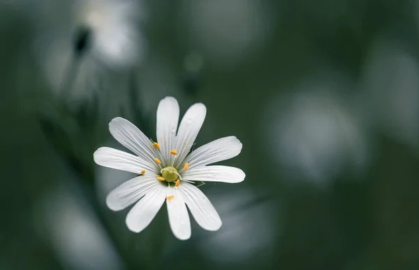 Close White Flower Stellaria — Stock Photo, Image