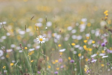 Yaban çiçekleri orkideler ve papatyalar yazın bir çayırda. Seçici odak