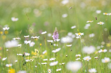 Yaban çiçekleri orkideler ve papatyalar yazın bir çayırda. Seçici odak