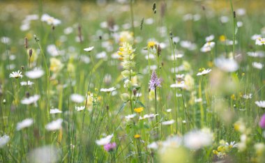 Yaban çiçekleri orkideler ve papatyalar yazın bir çayırda. Seçici odak