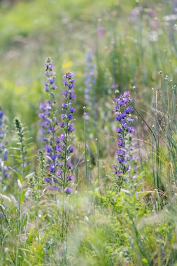 Mor yaban çiçeği engereği çayırdaki böcek ilacı.