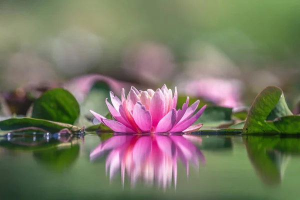 Różowa Lilia Wodna Lub Kwiat Lotosu Odbijający Się Wodzie Miękka — Zdjęcie stockowe