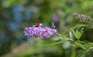 Sinekkuşu güvesi kelebek çalısı ya da Buda Daviddii ile besleniyor.