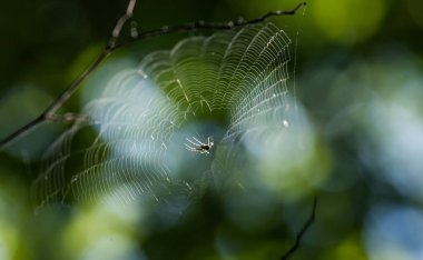 Ormandaki örümcek ağı, fotoğrafa yakın çekim.