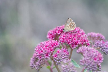 Pembe sedum çiçeğindeki Argus kelebeği