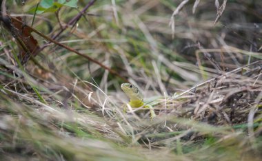 Binturongun doğal yaşam ortamı içinde Avrupa Yeşil kertenkele