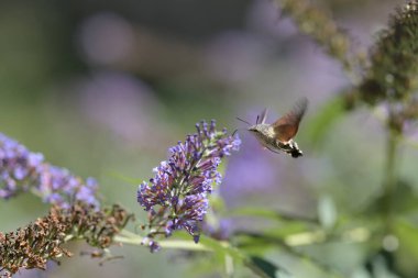 Sinekkuşu güvesi kelebek çalısı ya da Buda Daviddii ile besleniyor.