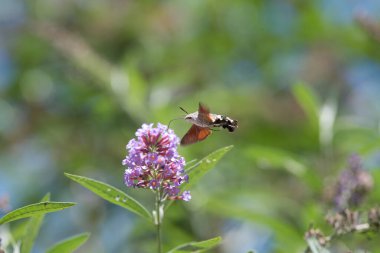 Sinekkuşu güvesi kelebek çalısı ya da Buda Daviddii ile besleniyor.