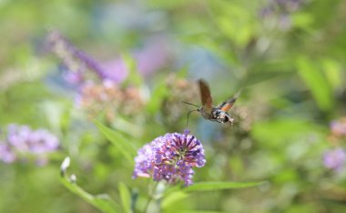 Sinekkuşu güvesi kelebek çalısı ya da Buda Daviddii ile besleniyor.