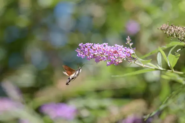 Koliber Jastrząb Ćma Żywiąca Się Krzakiem Motyla Lub Buddleja Davidii — Zdjęcie stockowe