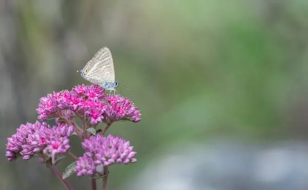 Argus Schmetterling Auf Rosa Sedumblume — Stockfoto