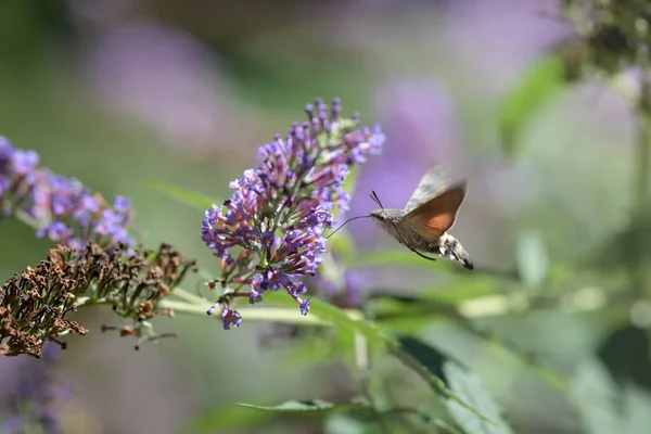 Kolibri Habichtsfalter Ernährt Sich Von Einem Schmetterlingsstrauch Oder Buddleja Davidii — Stockfoto