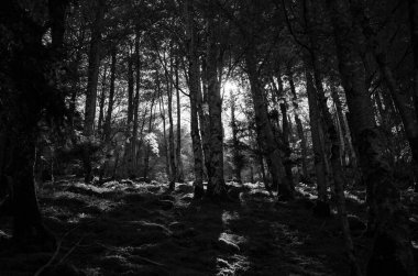 Ağaçların arasından parlayan güneş ışığı yeşil bir ormanda yosunlu kayalar ve güneş ışınlarıyla