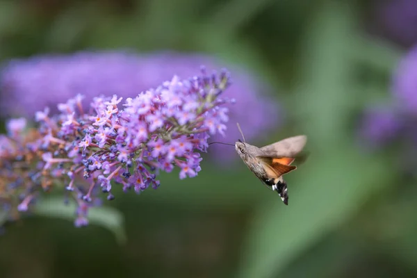 Kolibri Habichtsfalter Ernährt Sich Sommer Von Einem Schmetterlingsstrauch Auf Der — Stockfoto