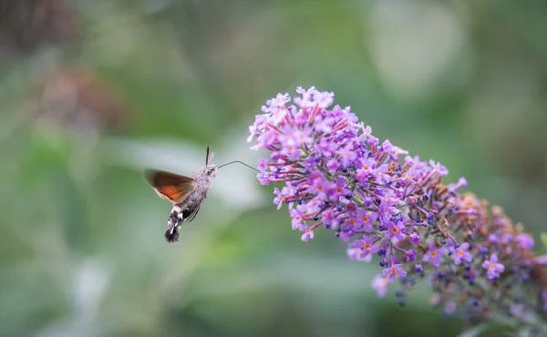 Koliber Jastrząb Ćma Żywiący Się Krzakiem Motyla Łące Lecie — Zdjęcie stockowe