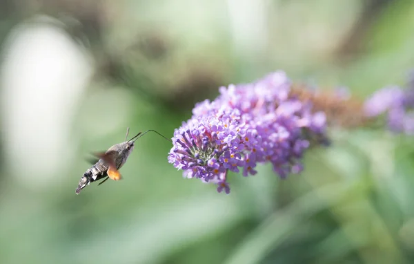 Kolibri Habichtsfalter Ernährt Sich Sommer Von Einem Schmetterlingsstrauch Auf Der — Stockfoto