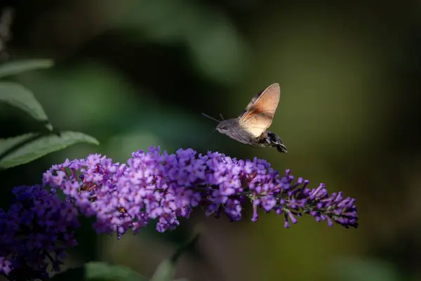 Koliber Jastrząb Ćma Żywiący Się Krzakiem Motyla Łące Lecie — Zdjęcie stockowe