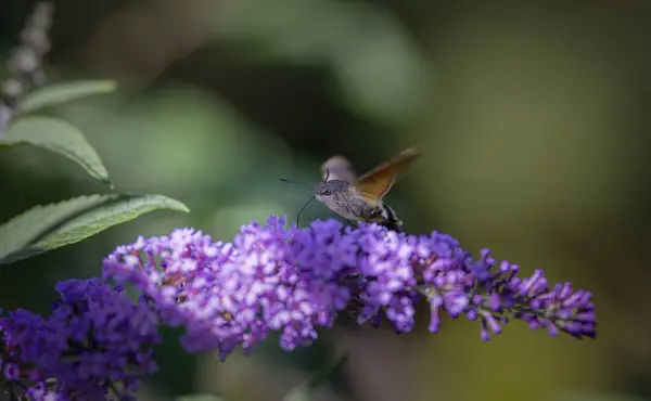 Yazın Çayırda Kelebek Çalısıyla Beslenen Sinekkuşu Güvesi — Stok fotoğraf