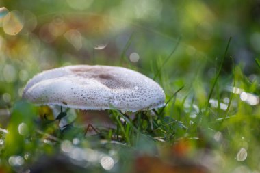 Çimde çiğ ve bokeh ile mantar. Yüzeyin derinliği