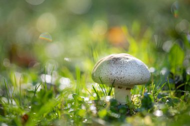 Çimde çiğ ve bokeh ile mantar. Yüzeyin derinliği