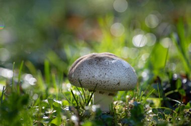 Çimde çiğ ve bokeh ile mantar. Yüzeyin derinliği