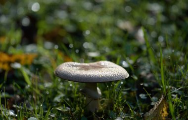 Sabah çiğ tanesiyle çimlerde mantar. Yüzeyin derinliği