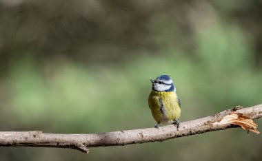 Blue tit, Parus caeruleus, single bird on branch