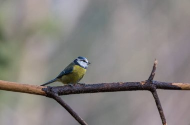 Blue tit (Cyanistes caeruleus) perched on a branch