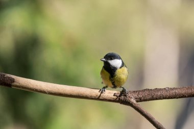 Bir dal üzerinde tünemiş büyük baştankara