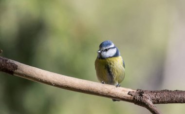 Blue tit, Parus caeruleus, single bird on branch