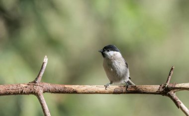 black capped chickadee or Willow tit (Poecile montanus) on a branch