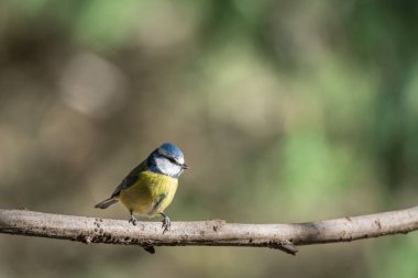 black capped chickadee or Willow tit (Poecile montanus) on a branch