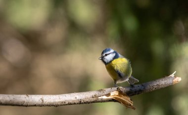 black capped chickadee or Willow tit (Poecile montanus) on a branch