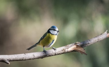 black capped chickadee or Willow tit (Poecile montanus) on a branch