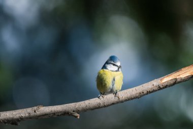 Blue tit, Parus caeruleus, single bird on branch with bokeh background