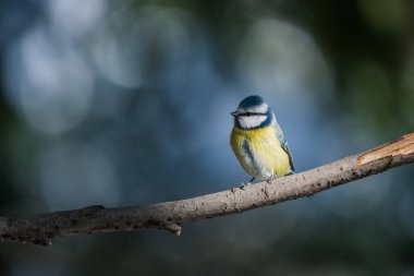 Blue tit, Parus caeruleus, single bird on branch with bokeh background