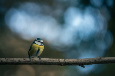 Blue tit, Parus caeruleus, single bird on branch with bokeh background