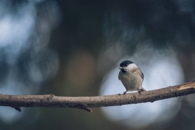 Marsh Tit, Poecile montanus, single bird on branch with bokeh background