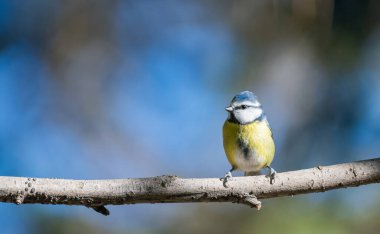 black capped chickadee or Willow tit (Poecile montanus) on a branch