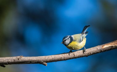 black capped chickadee or Willow tit (Poecile montanus) on a branch