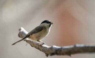 black capped chickadee or Willow tit (Poecile montanus) on a branch