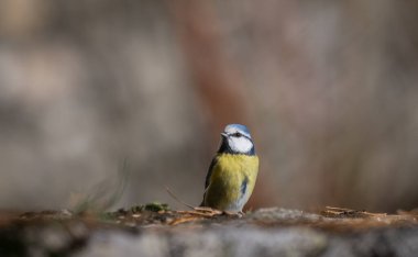 Marsh Tit, Poecile montanus, single bird on branch with bokeh background