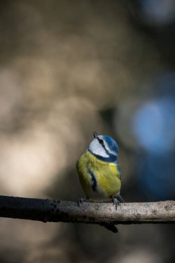 black capped chickadee or Willow tit (Poecile montanus) on a branch