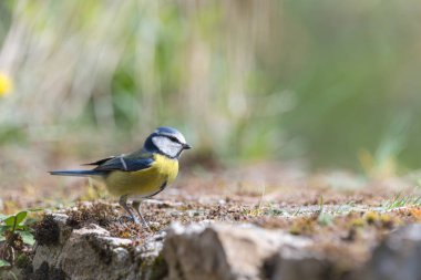 Blue tit (Parus caeruleus) resting on an old stone wall