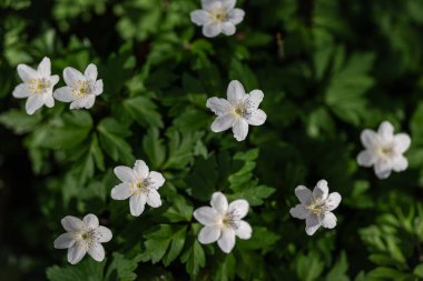 Anemone nemorosa, ahşap şakayık, yukarıdan rüzgarçiçeği manzaralı. Sığ alan derinliği ile bulanık etki