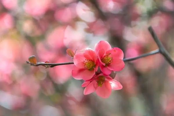 Baharda Japon Ayva Çiçekleri Sığ Alan Derinliği Ile Bulanık Etki Telifsiz Stok Imajlar