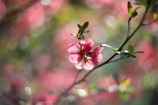 Růžové Květy Japonského Quince Jaře Efekt Rozmazání Mělkou Hloubkou Pole Stock Fotografie
