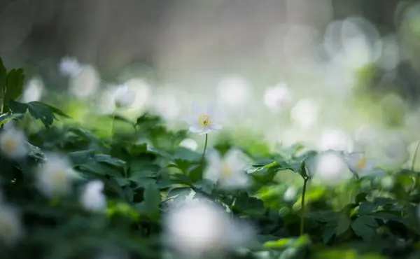 Anemone Nemorosa Ahşap Şakayık Yel Çiçeği Kalın Alan Derinliği Ile Telifsiz Stok Fotoğraflar
